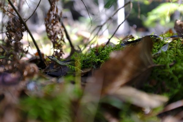 Autumn Garter Snake thumbnail