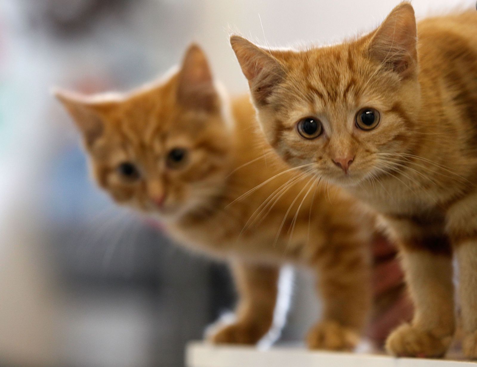 Scientists Develop New Birth Control for Female Cats—No Surgery ...