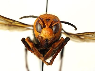 The Asian giant hornet, the world's largest hornet, was sighted in North America for the first time. 