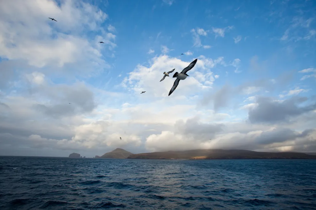campbell island