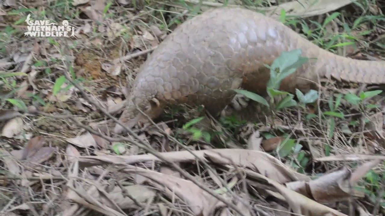 Preview thumbnail for World Pangolin Day 2015