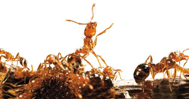 Fire ants