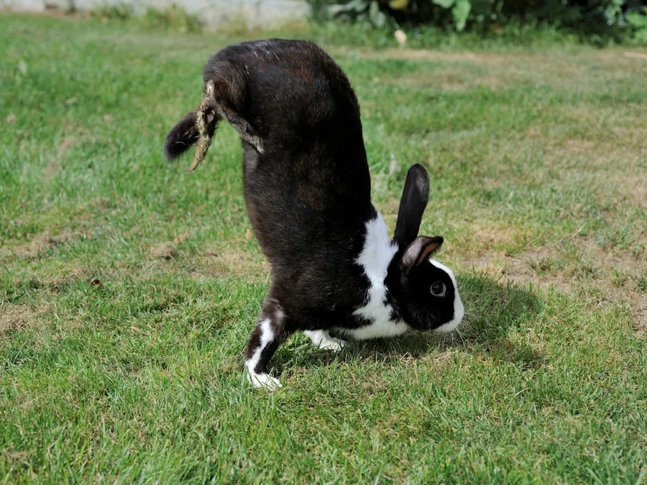 A black and white rabbit stands on its front paws, with its butt in the air, on a grassy lawn 
