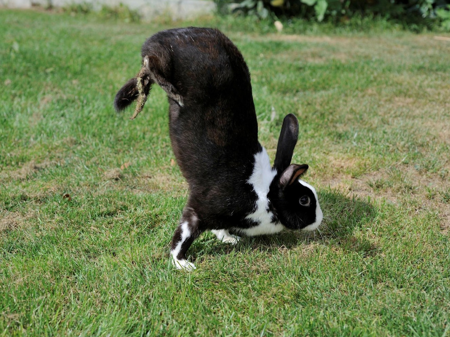 A black and white rabbit stands on its front paws, with its butt in the air, on a grassy lawn 