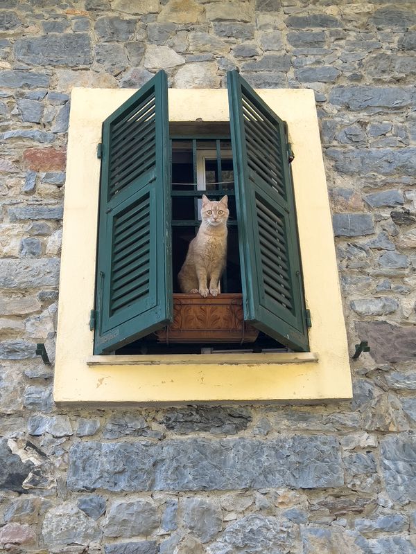 Feline Curiosity. thumbnail