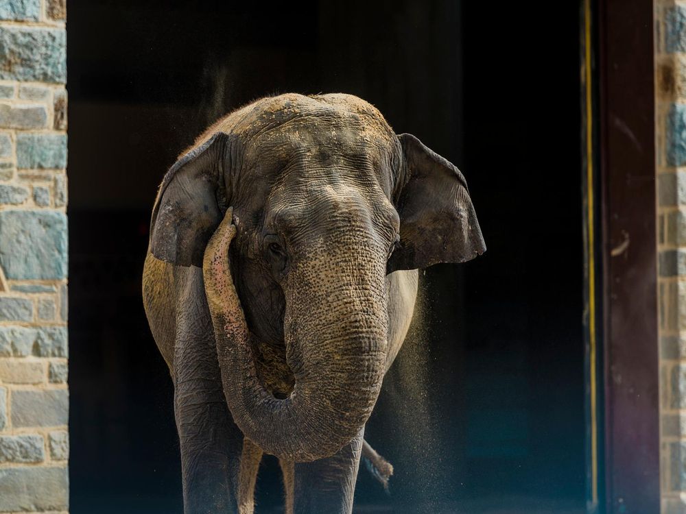 National Zoo Mourns Beloved Member of Its Herd