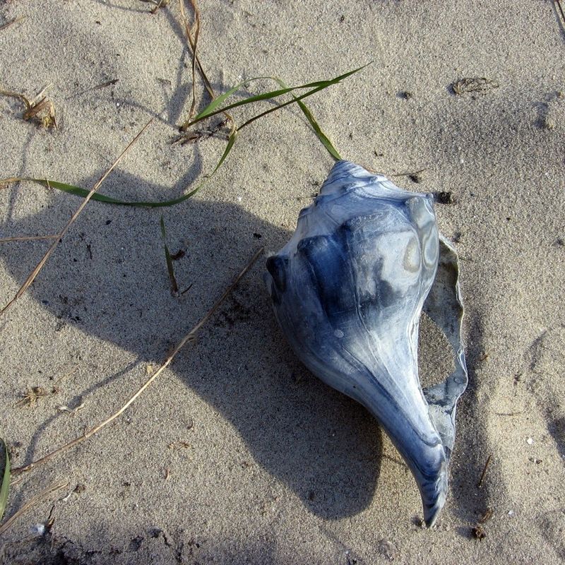 200 Counts Clam Seashells, Beach Ocean Marine Sea Shells For Diy