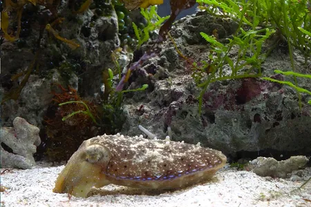 Researchers have found bouts of REM-like activity in cuttlefish.