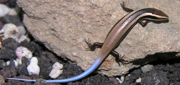 An Aguilla Bank skink, one of the 24 new species discovered