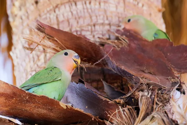 Rosey-faced Lovebirds thumbnail