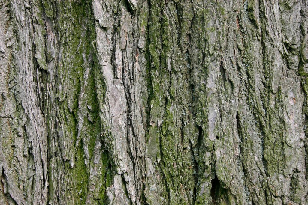 American Elm