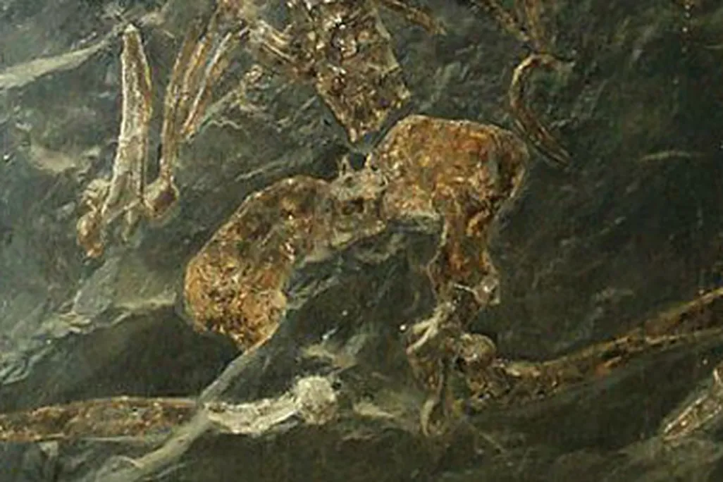 The skeleton of Oreopithecus bambolii