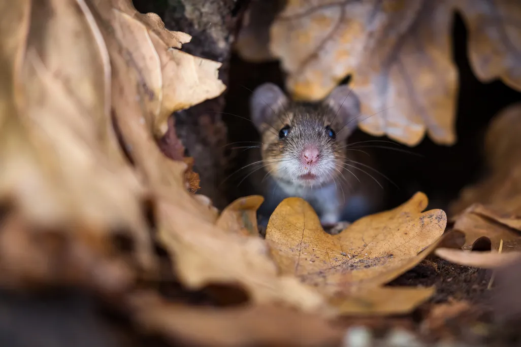 a mouse looking out from in between fallen brown leaves
