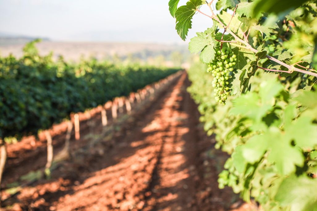 Vineyard