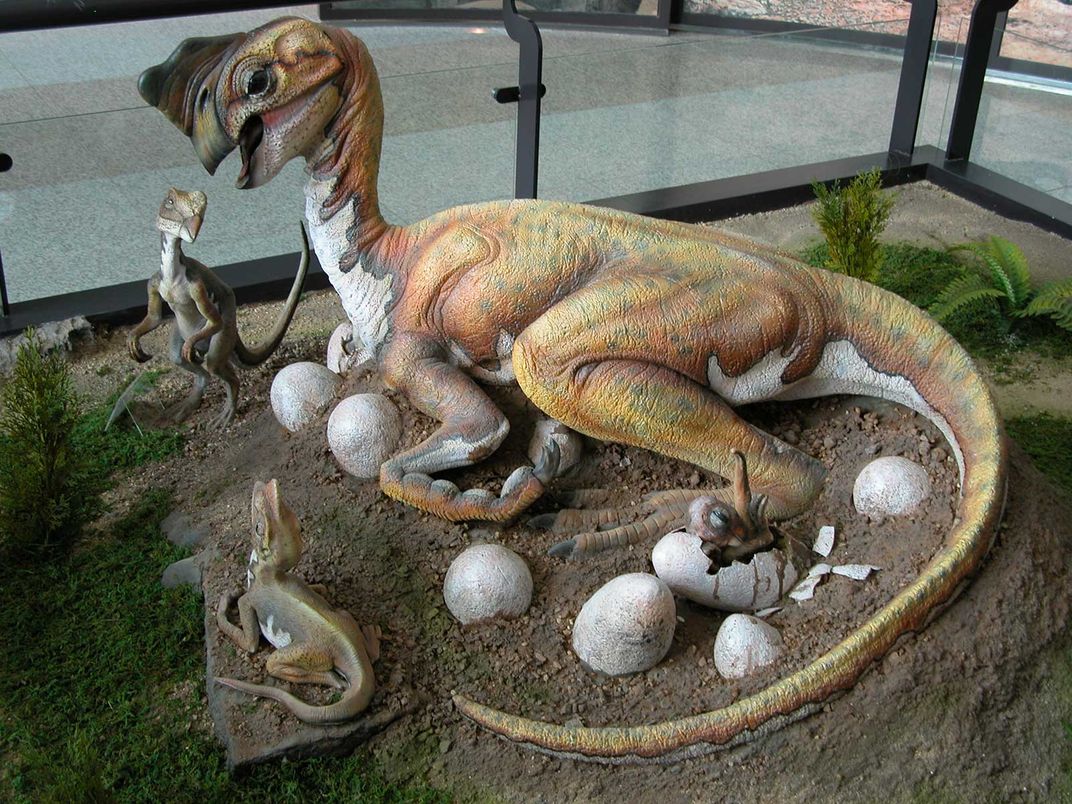 Oviraptorídeo Dinosuar com ovos e filhotes