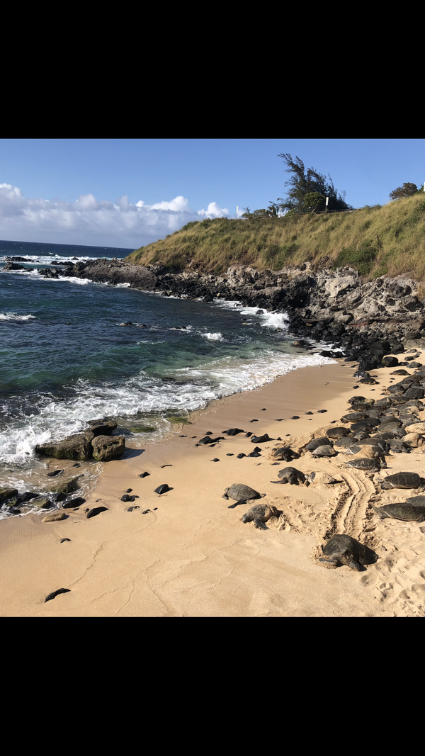 Turtles on Maui thumbnail