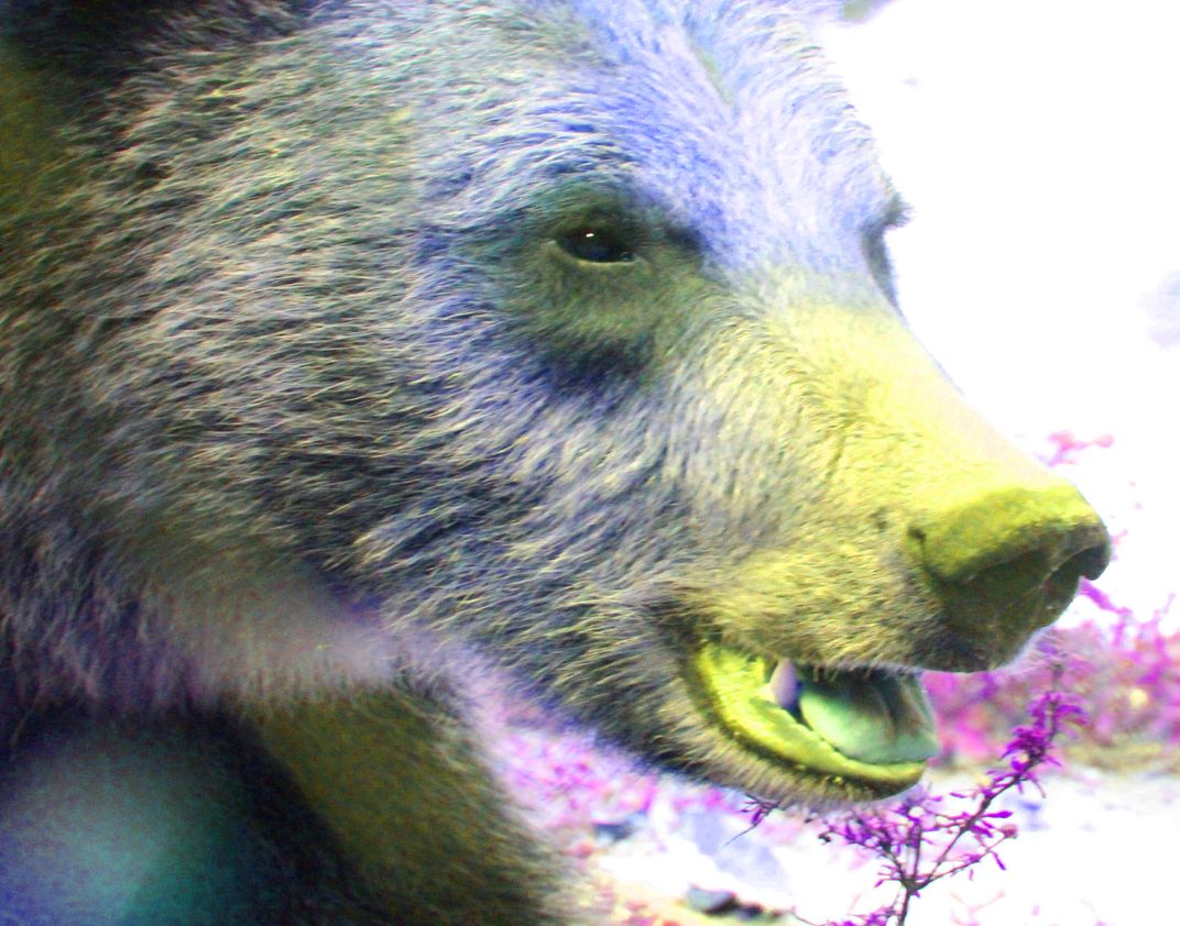 Springtime grizzly bear | Smithsonian Photo Contest | Smithsonian Magazine