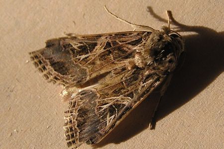 An African cotton leafworm moth.