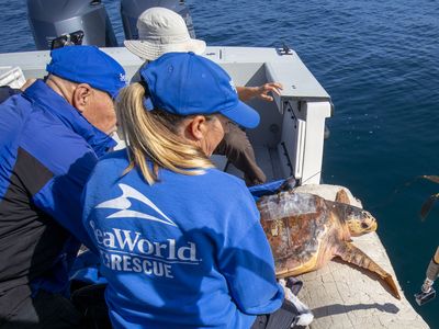 Moira was released into the Pacific Ocean off the coast of San Diego last month. Activities conducted under the Stranding Agreement between NMFS and SeaWorld California under the Authority of the MMPA.