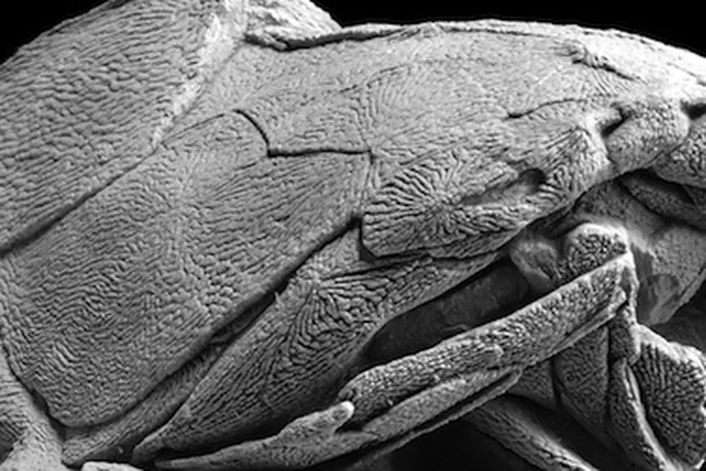 ancient fossil