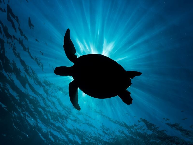 Turtle Rays | Smithsonian Photo Contest | Smithsonian Magazine