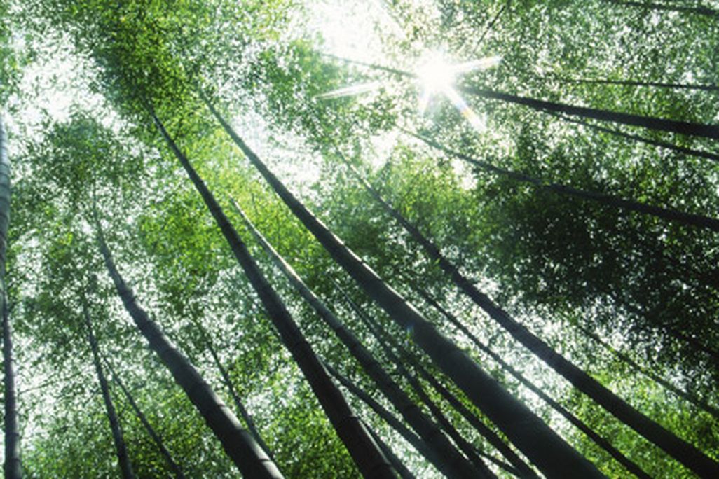 bamboo-631.jpg