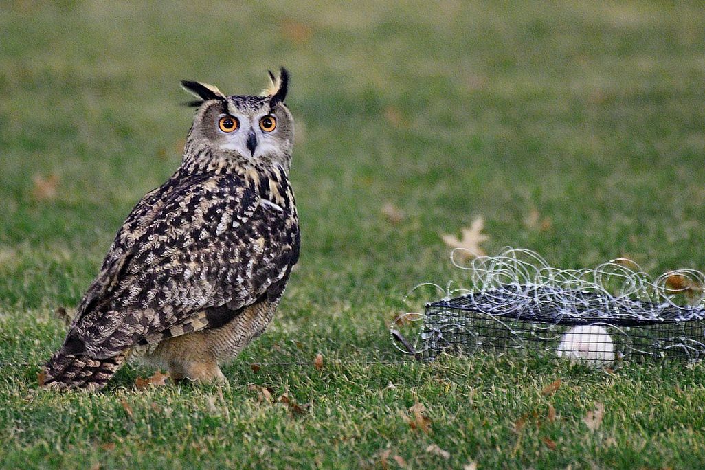 owl in the grass next to a pile of wire with a white rat inside