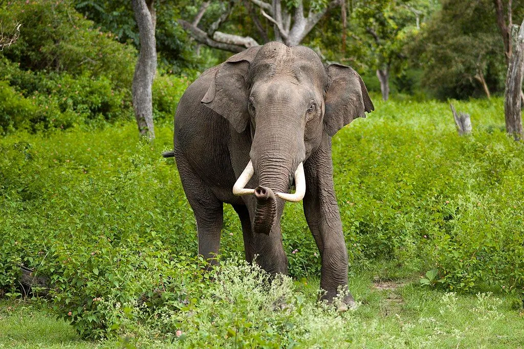 1024px-Elephas_maximus_(Bandipur).jpg