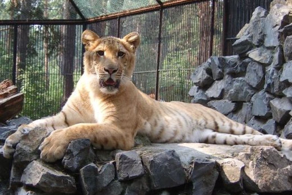 20110520102356NSK-ZOO-liger1.jpg
