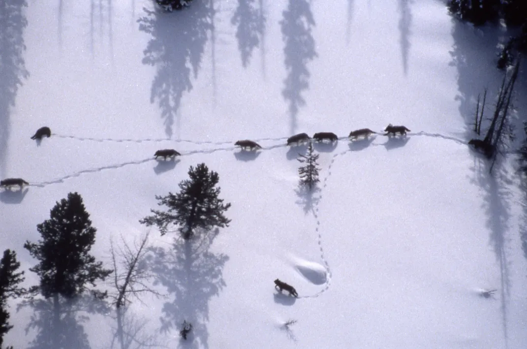 an overhead view of wolves walking in a line through snow with sparse trees around them