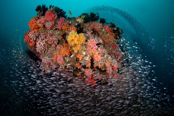 Waves of glassfish thumbnail