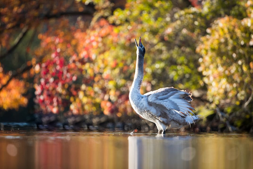 A Juvenile Mute Swan shaking out in front of Autumn foliage in