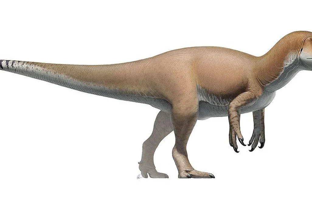 Life restoration of A. fragilis