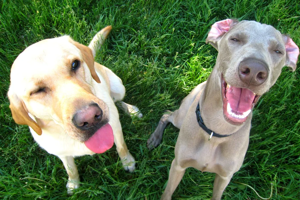 Two dogs—a yellow lab on the left and Weimaraner on the right—sit in grass with their tongues out and mouths agape facing the camera.