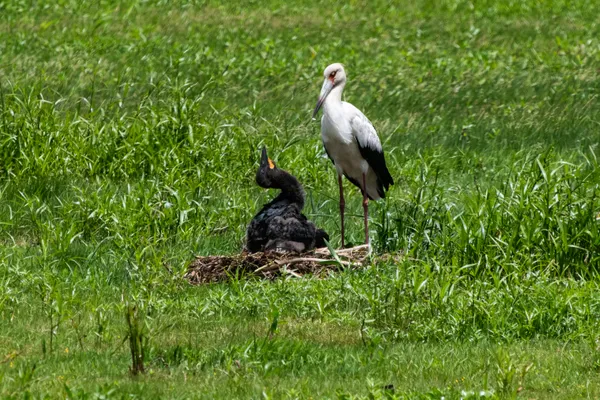 Stork baby thumbnail