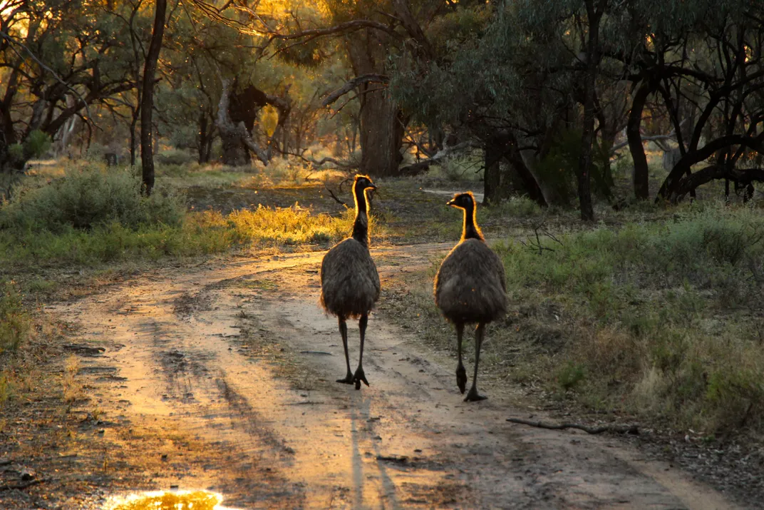 Two emus walk down a trail