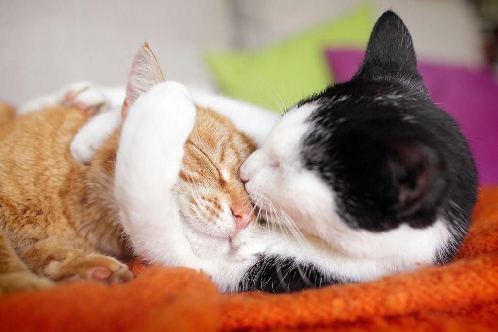 Two cats cuddling