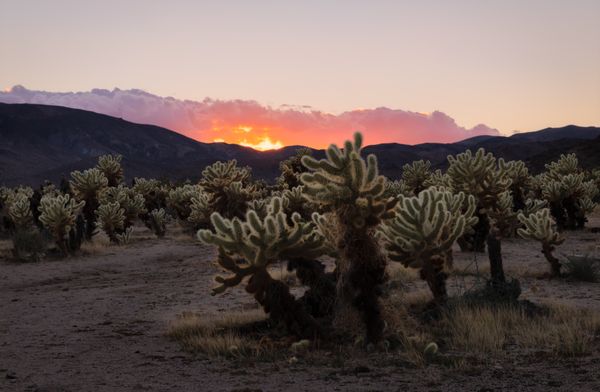 Cholla Garden thumbnail
