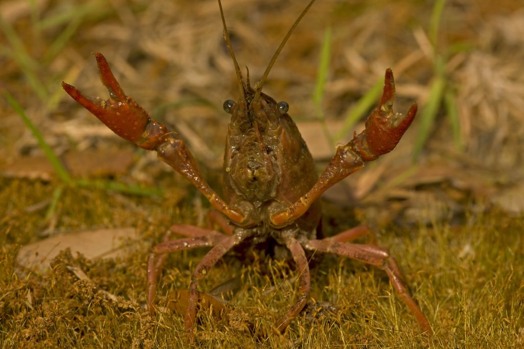 crawfish