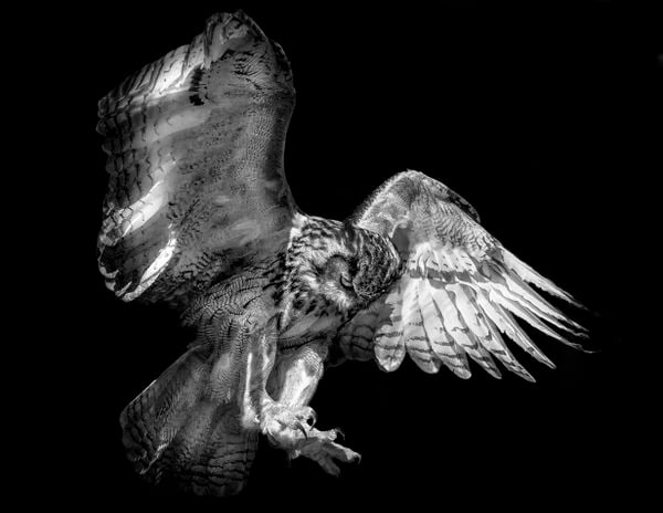 Eagle Owl swooping on Prey thumbnail