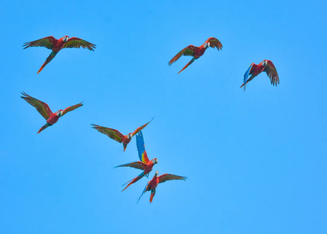 Scarlet Macaws in Flight