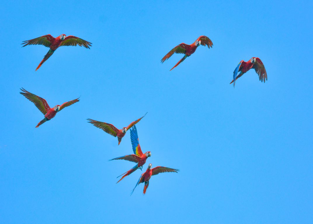 Scarlet Macaws in Flight