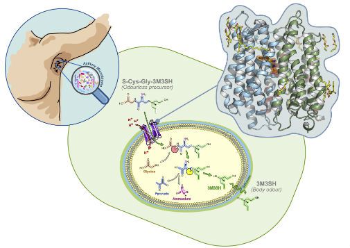 Will a New Discovery About Body Odor Lead to Better Deodorants?, Innovation