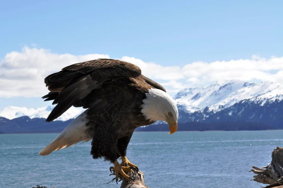 Bald eagle