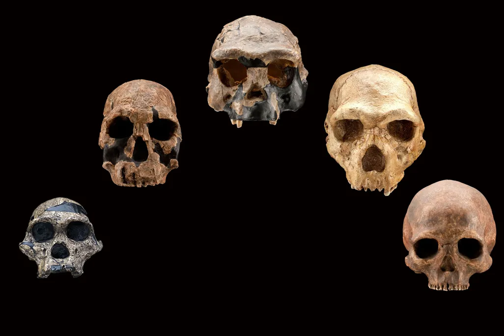 Human Species Skulls