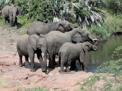 African elephants in Kruger National Park