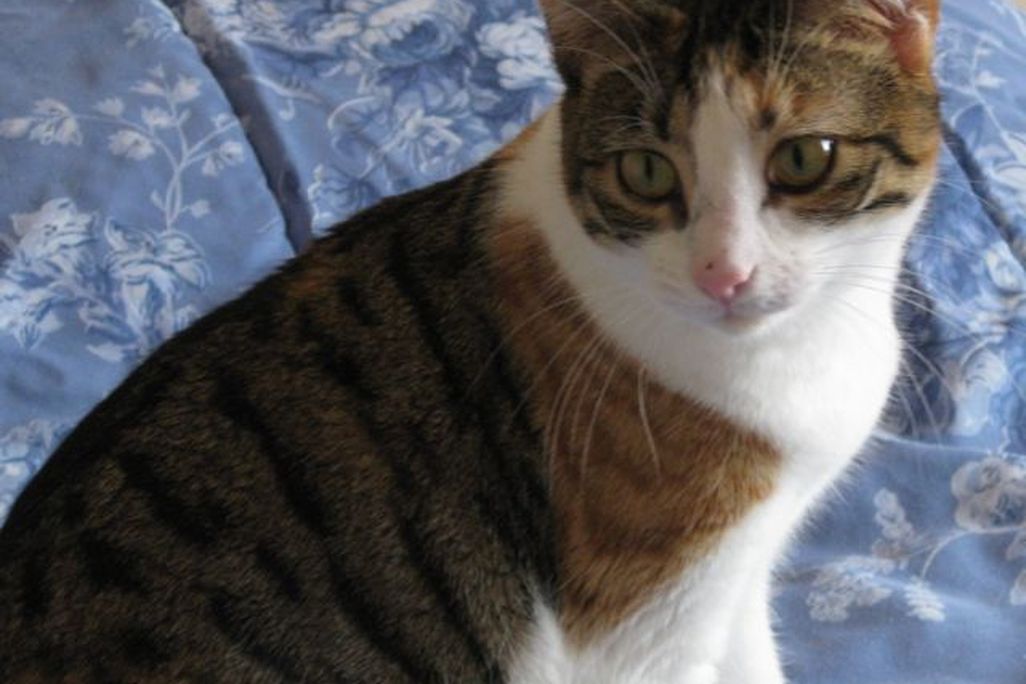 20110520104108cat.jpg