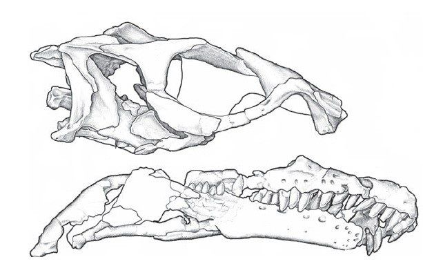 20110520083242sarahsaurus-skull.jpg