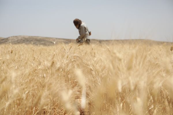A volunteer harvests wheat in the West Bank thumbnail