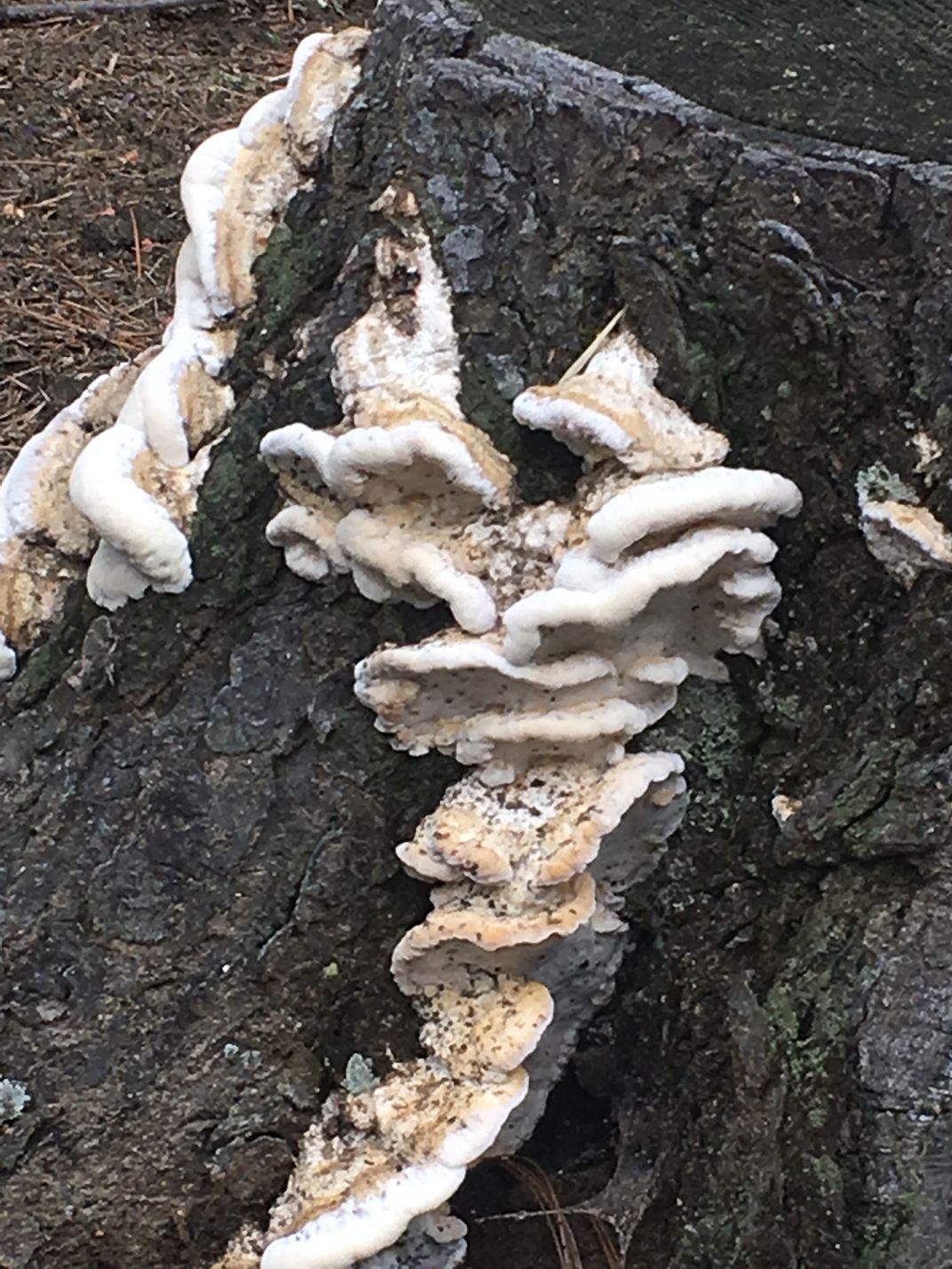 Mushroom growth on a rock in Sleepy Hollow Cemetary Smithsonian Photo